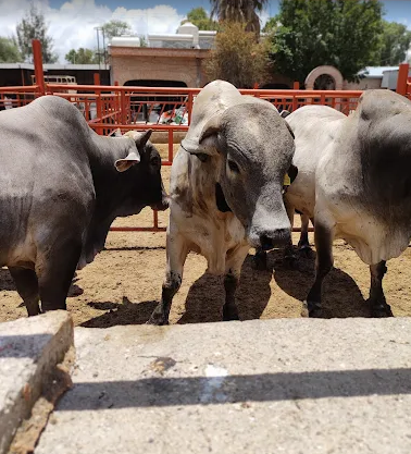 Imagen de portada del listado